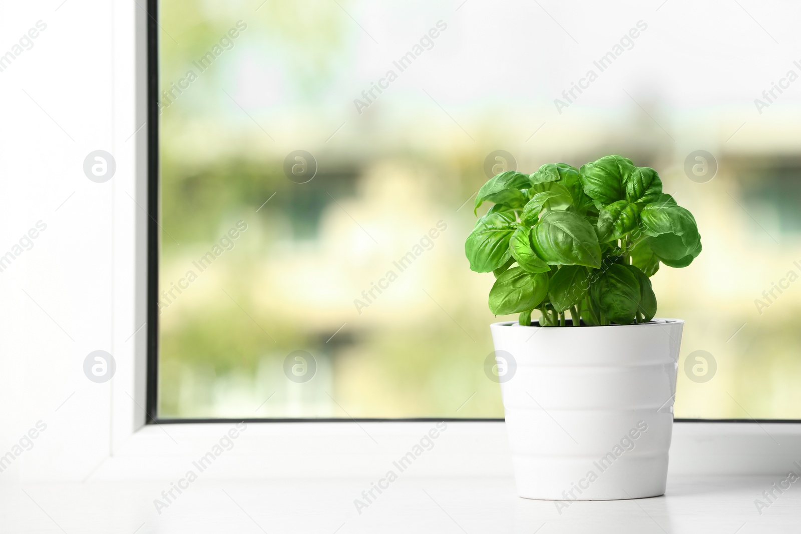 Photo of Fresh basil in pot on window sill. Space for text