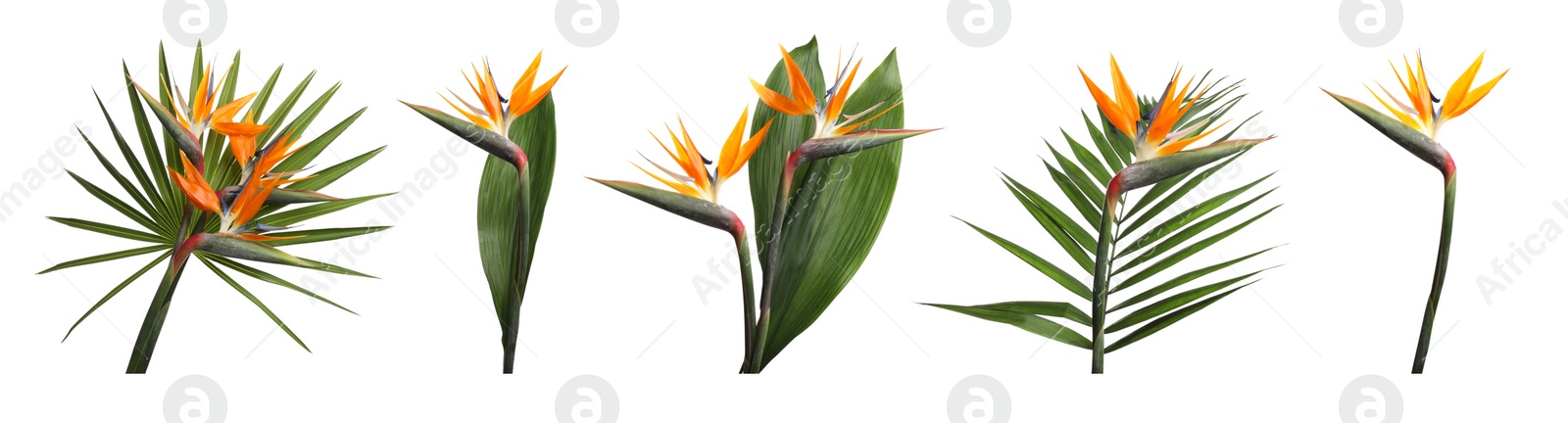 Image of Set with beautiful Bird of Paradise tropical flowers and green leaves on white background. Banner design