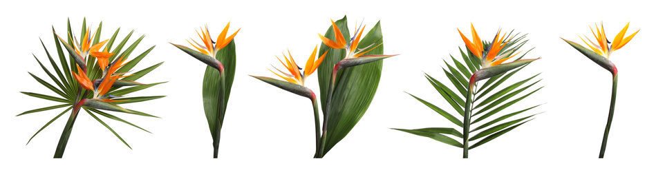 Set with beautiful Bird of Paradise tropical flowers and green leaves on white background. Banner design