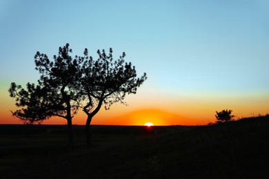 Photo of Picturesque view of green tree at sunset