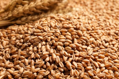 Heap of wheat grains as background, closeup view