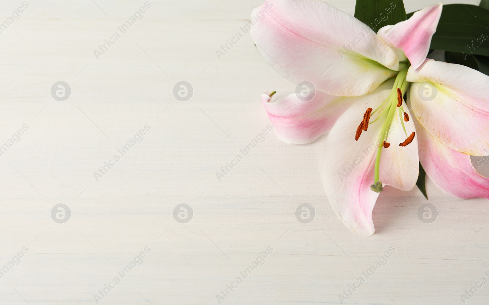 Photo of Beautiful pink lily flower on white wooden table, space for text