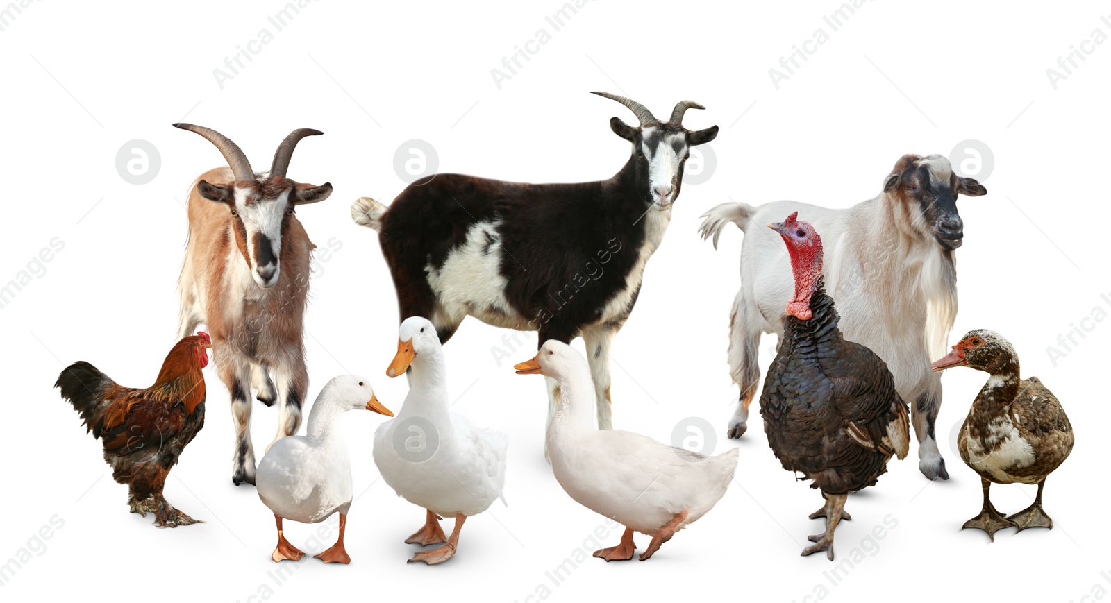 Image of Group of different farm animals on white background. Banner design