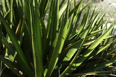Photo of Beautiful agave with green leaves growing outdoors, closeup