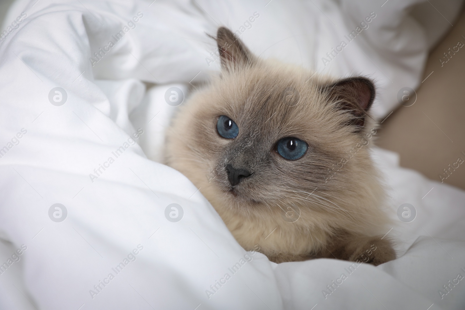 Photo of Adorable Birman cat under blanket at home, closeup