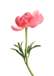 Beautiful blooming pink peony isolated on white