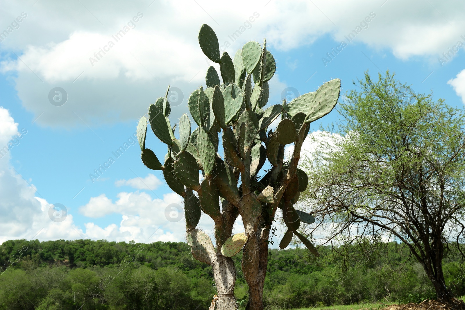 Photo of Beautiful green prickly pear cactus growing outdoors