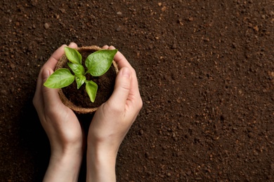 Photo of Woman holding pot with seedling on soil, top view. Space for text