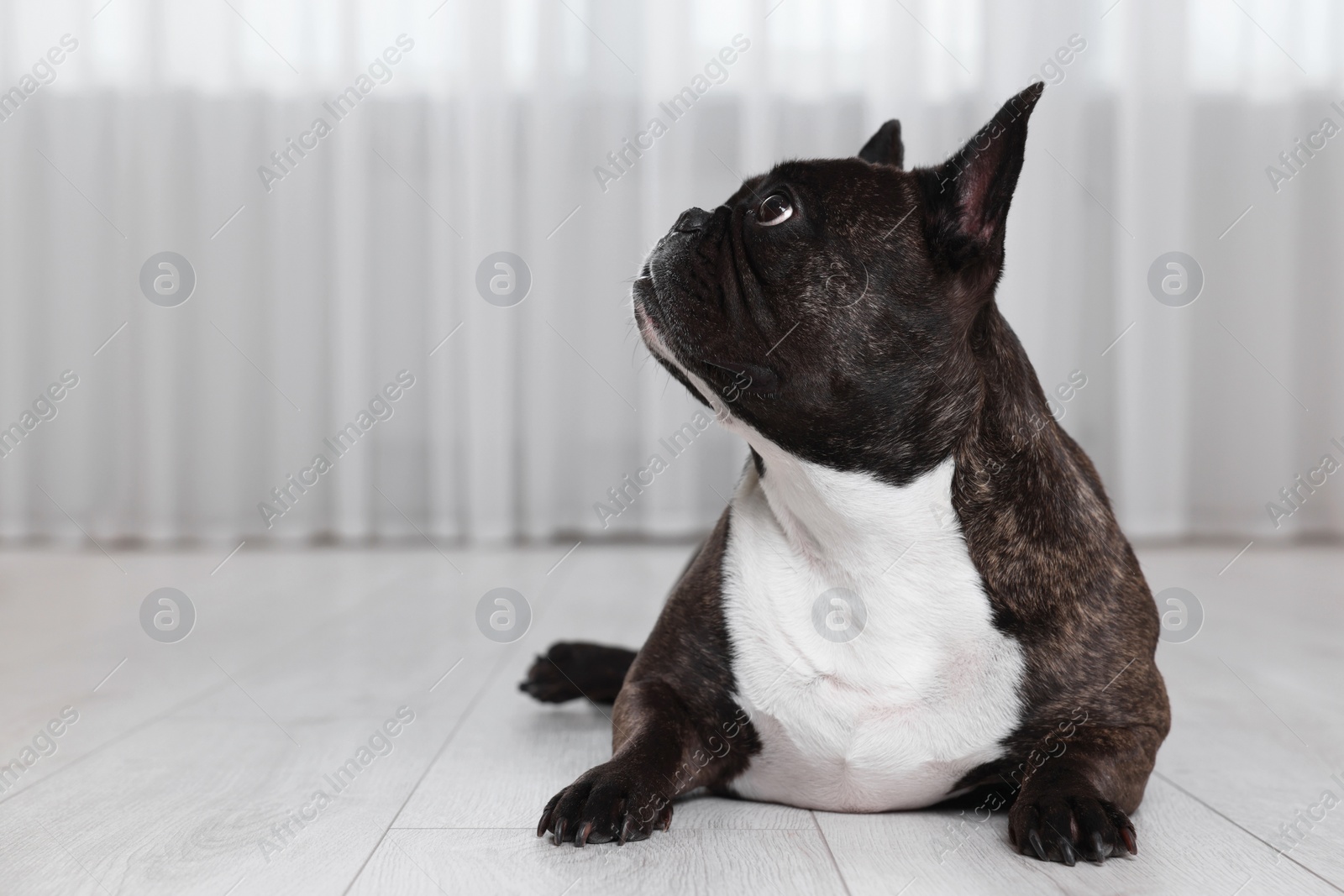 Photo of Adorable French Bulldog lying on floor indoors. Lovely pet