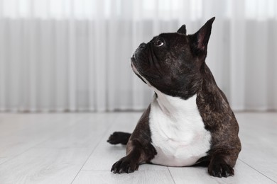 Adorable French Bulldog lying on floor indoors. Lovely pet