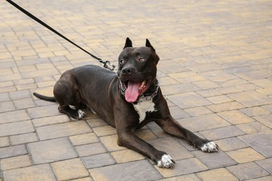 Photo of Beautiful American Staffordshire Terrier on leash outdoors. Dog walking