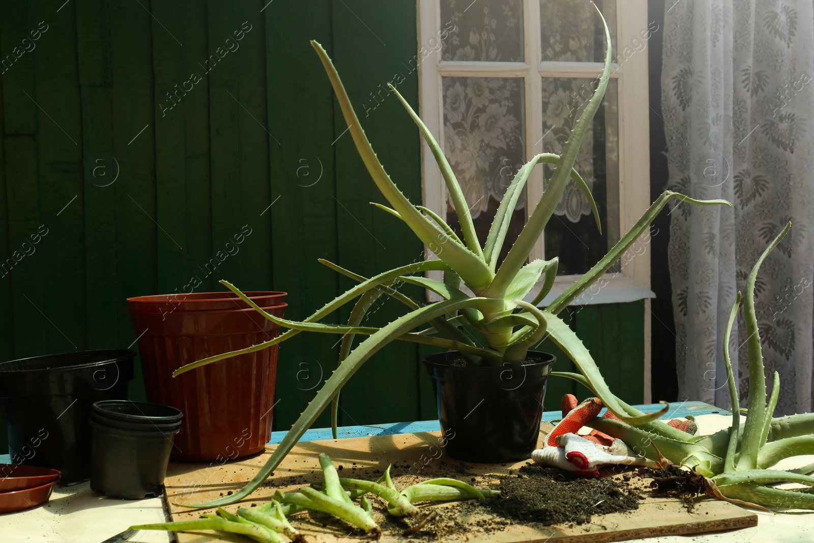 Photo of Flowerpots, aloe vera plants, gardening gloves and soil on table outdoors