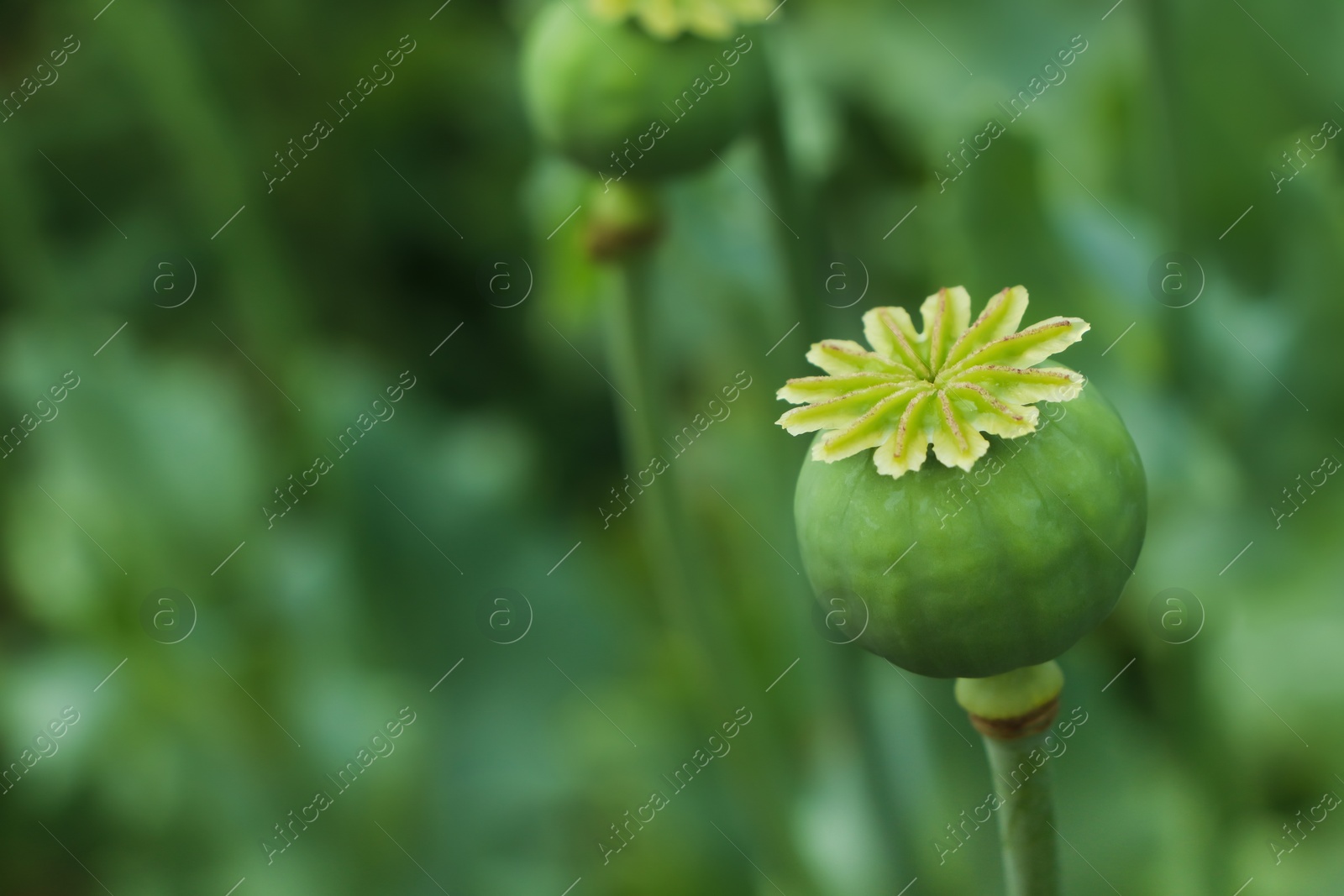 Photo of Green poppy head growing in field, closeup. Space for text