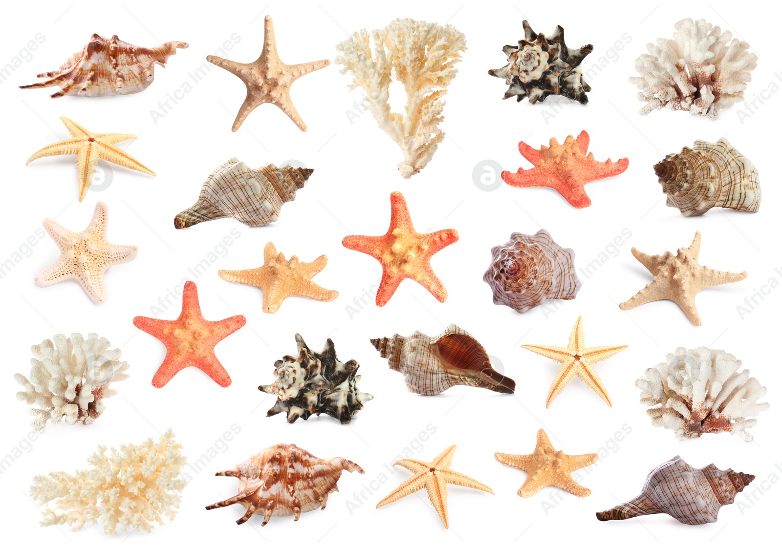 Image of Set with sea stars, shells and corals isolated on white