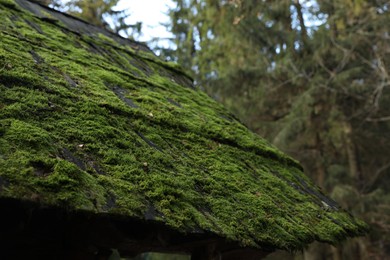 Closeup view of roof with green moss in forest