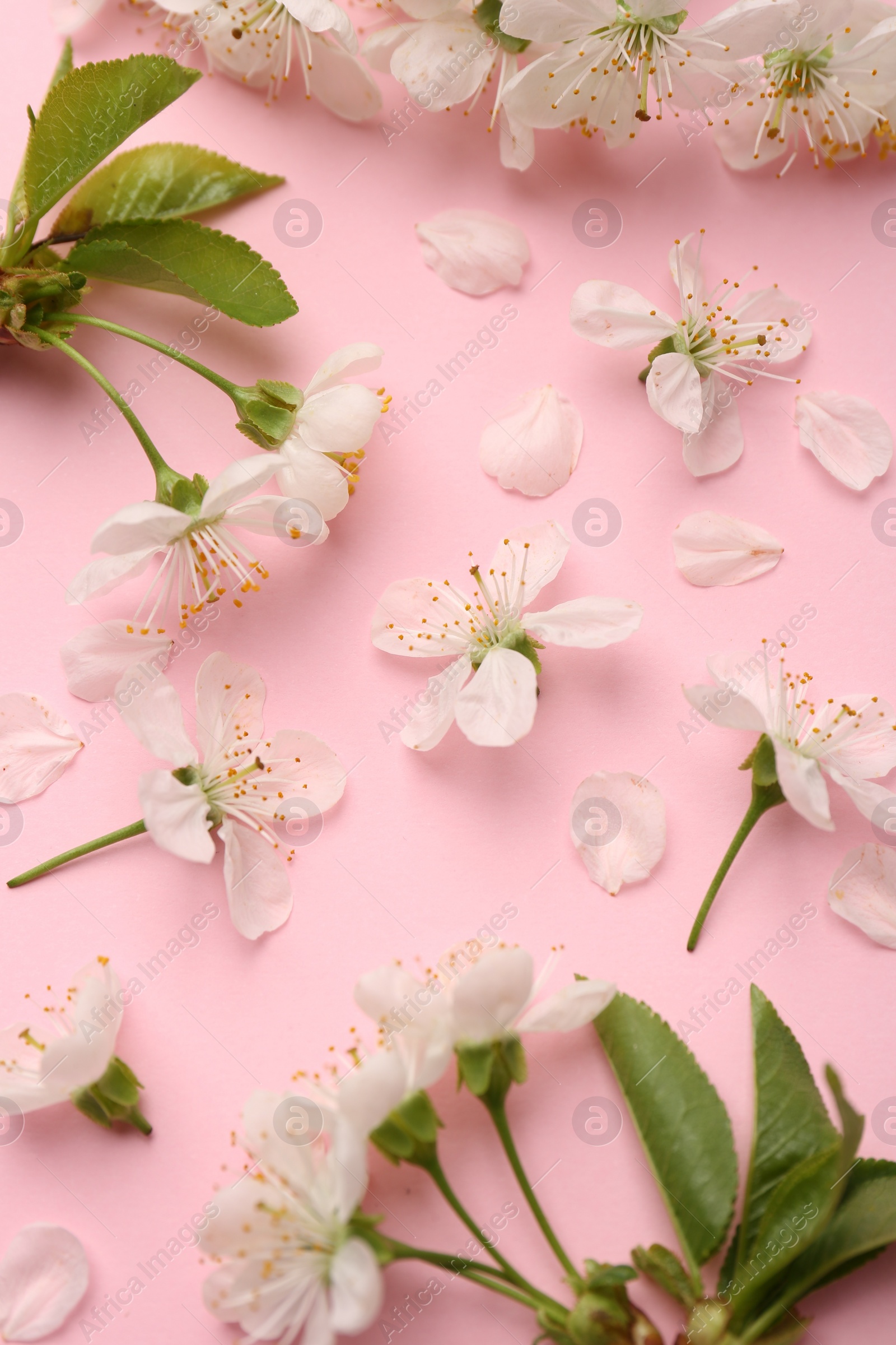 Photo of Beautiful spring tree blossoms and petals on pink background