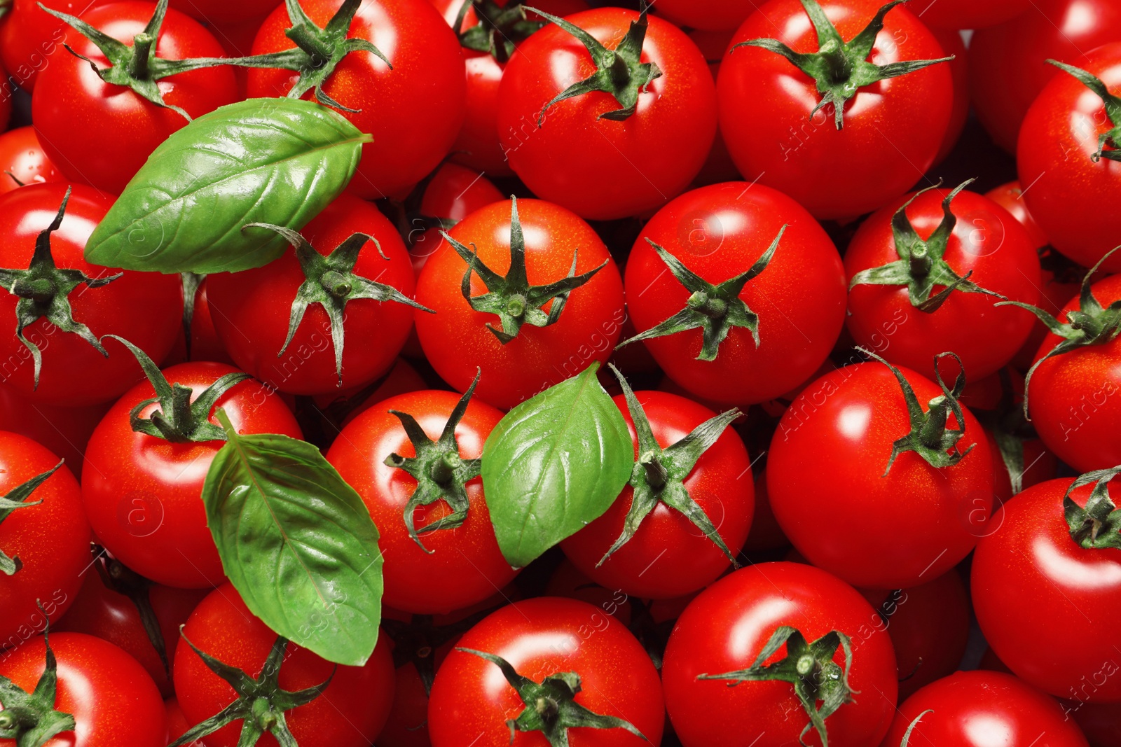 Photo of Delicious ripe cherry tomatoes and basil leaves as background, top view