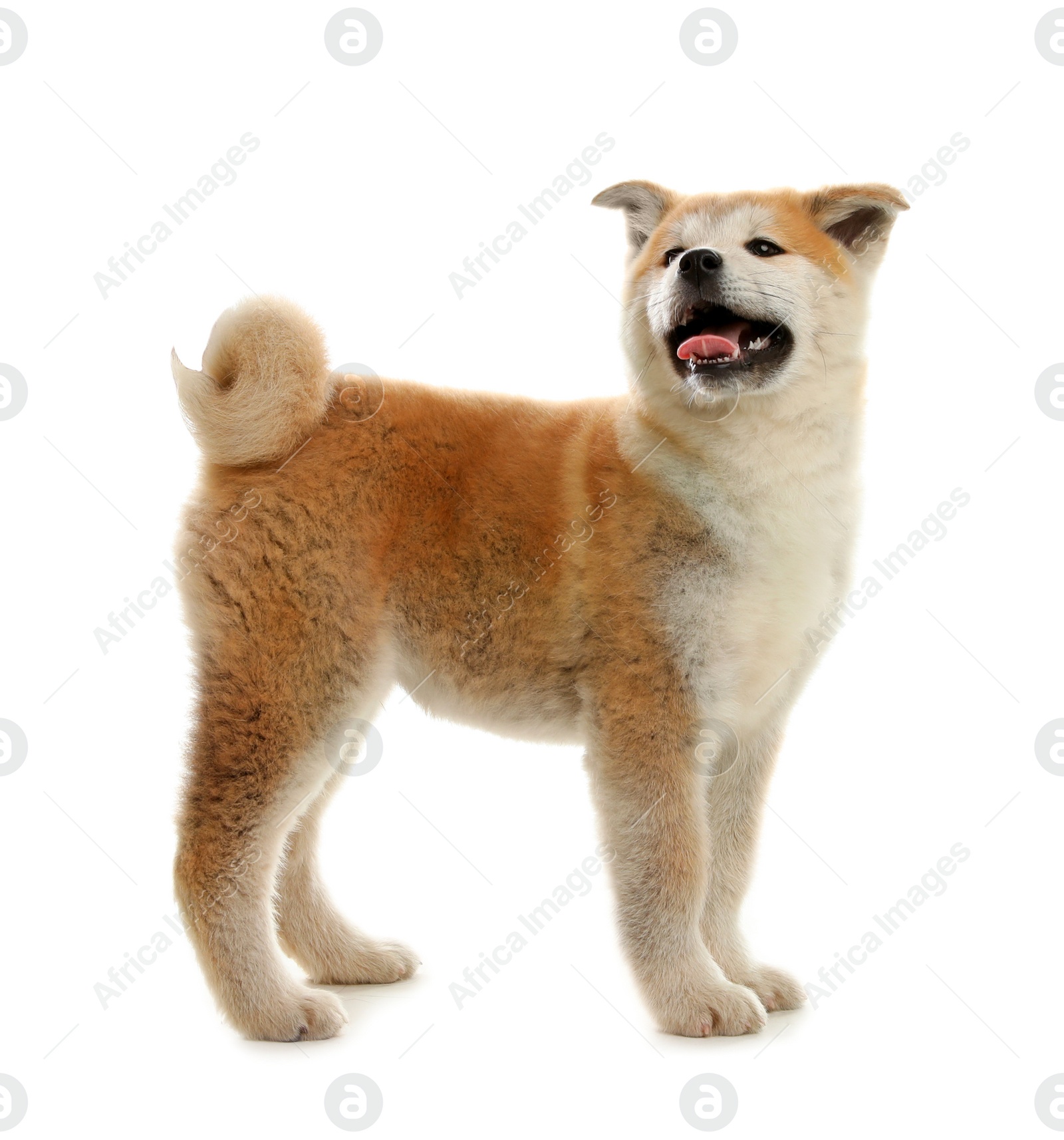 Photo of Cute akita inu puppy isolated on white