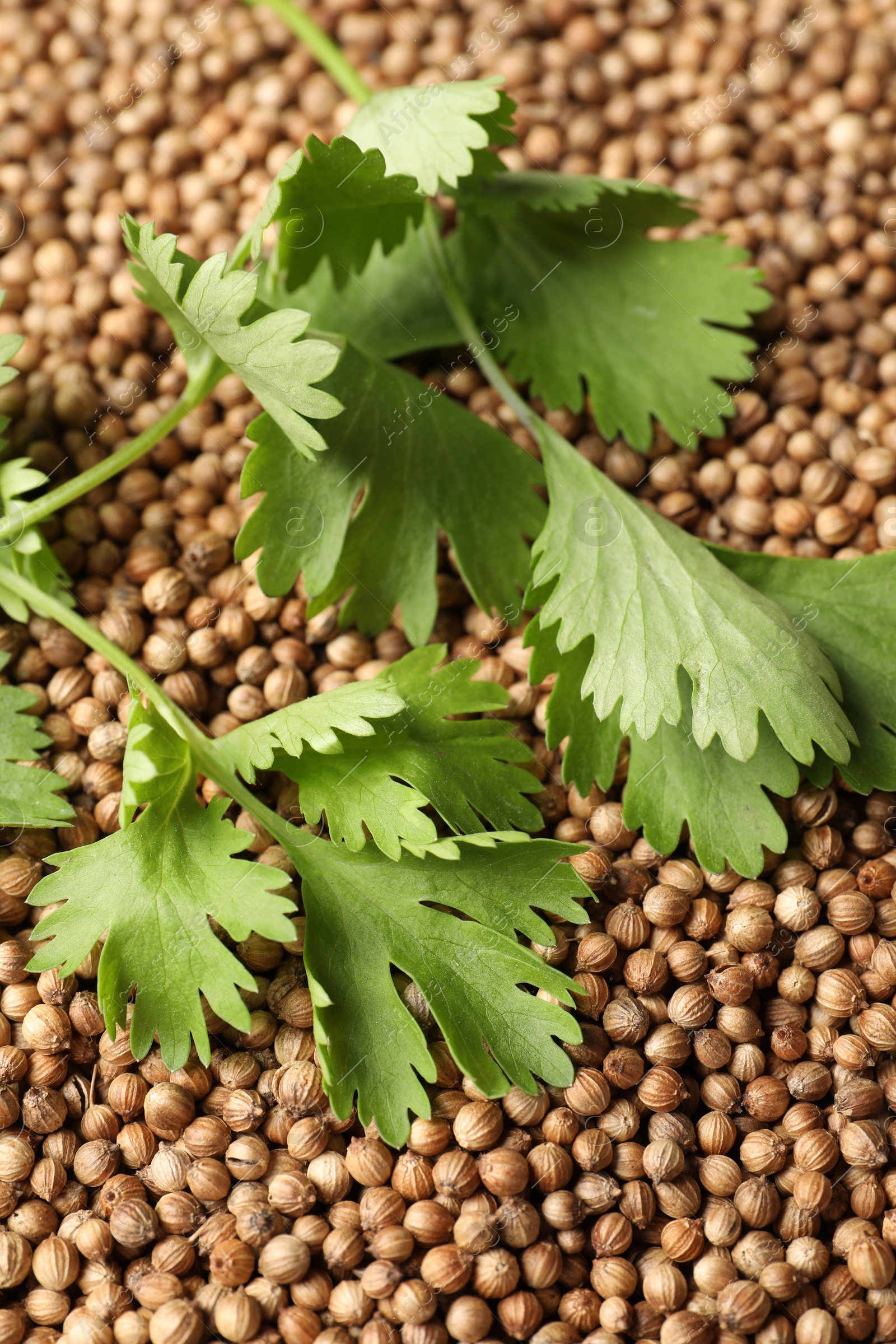 Photo of Dried coriander seeds and green leaves, top view