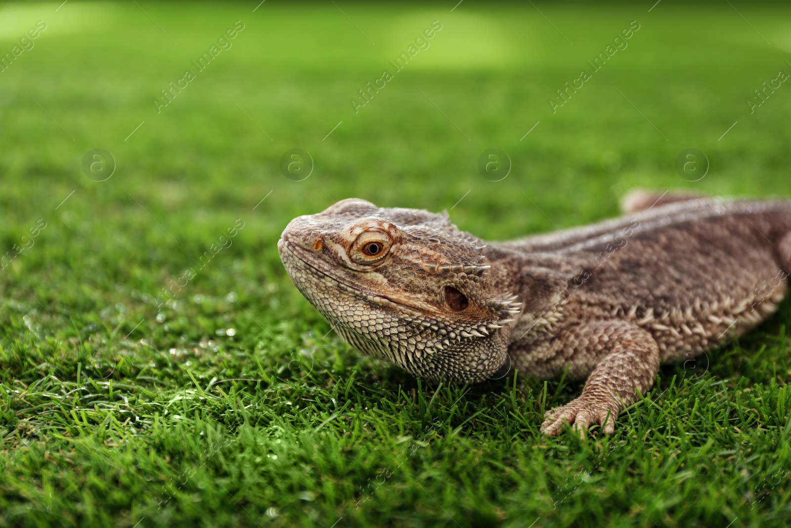 Photo of Bearded lizard (Pogona barbata) on green grass. Exotic pet