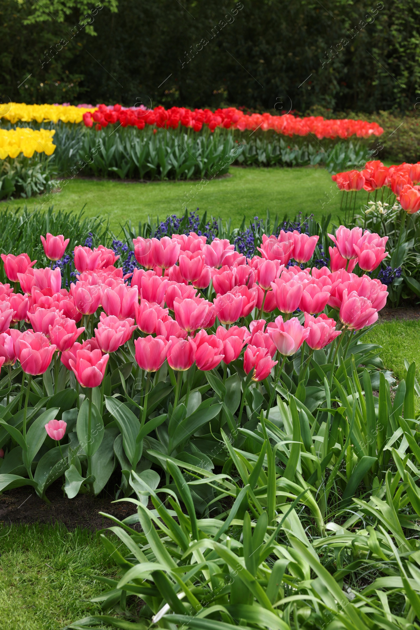 Photo of Park with variety of beautiful flowers. Spring season