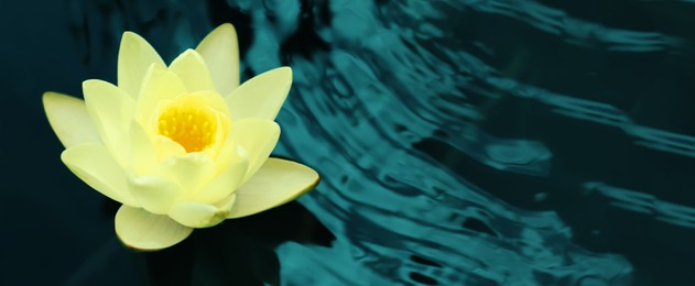 Image of Beautiful lotus on water, symbolic flower in Buddhism. Indian religion 