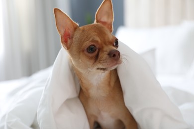 Cute Chihuahua dog under blanket at home, closeup