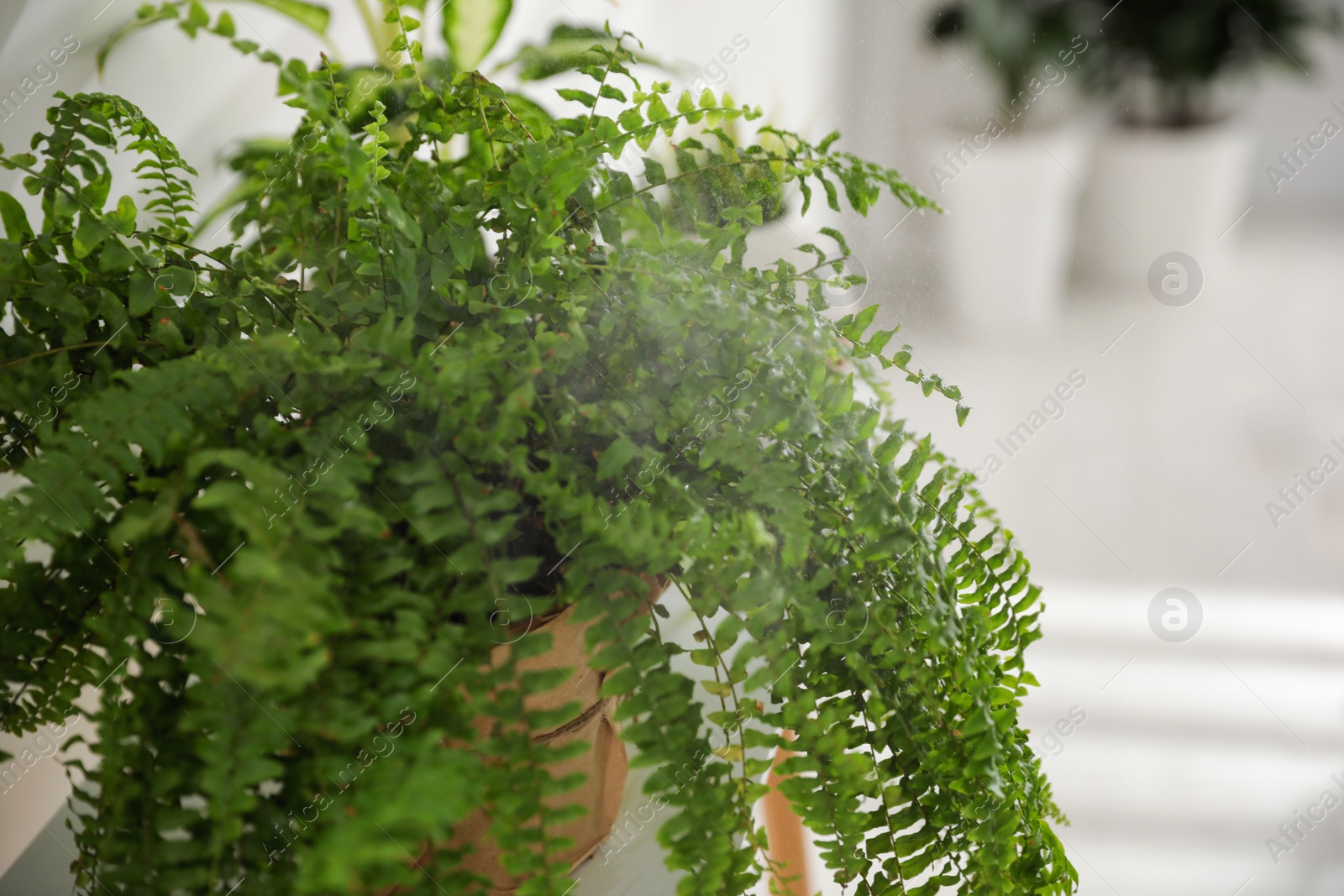 Photo of Beautiful potted plant in light room, closeup. Home decoration