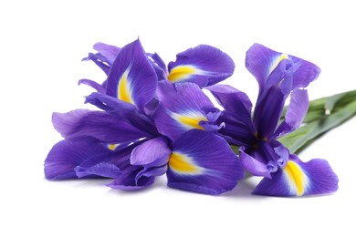 Beautiful violet iris flowers isolated on white