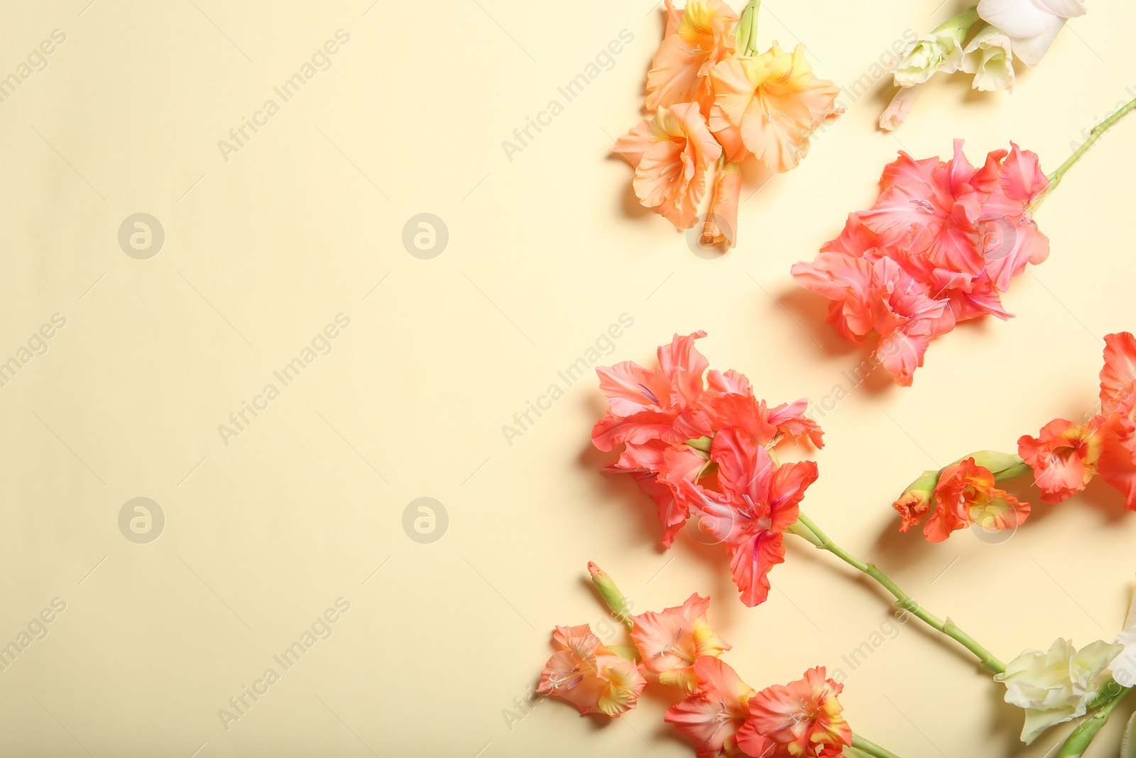 Photo of Flat lay composition with beautiful gladiolus flowers on color background