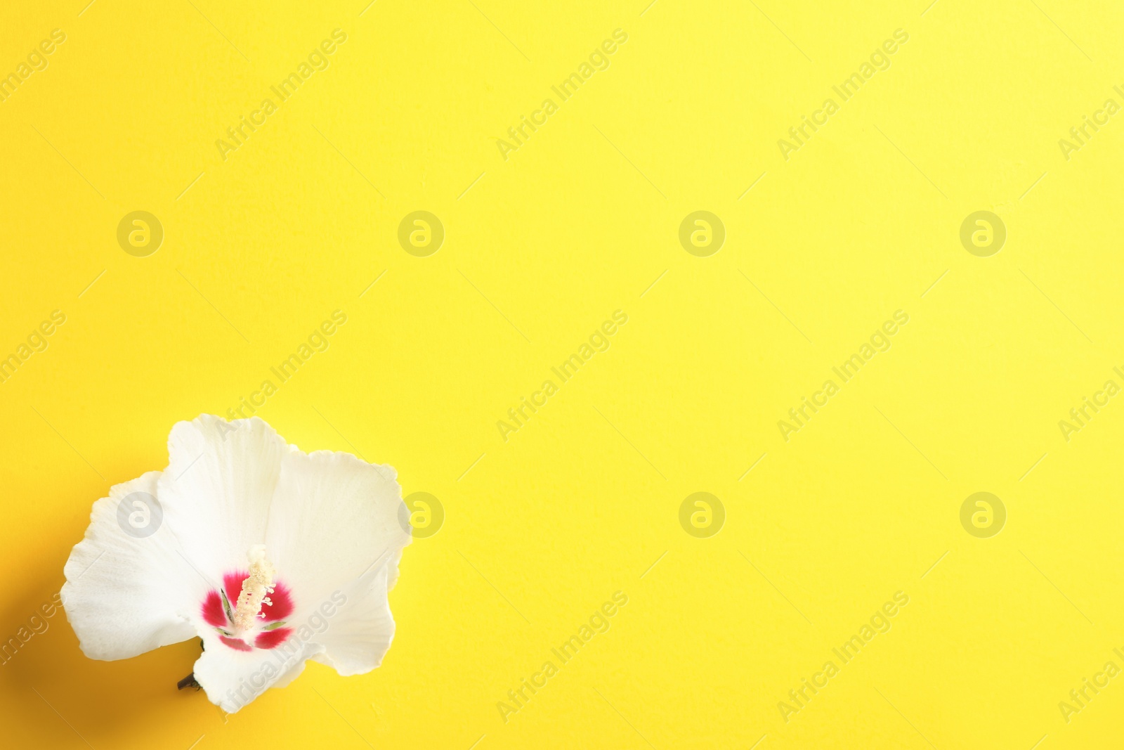 Photo of Beautiful tropical Hibiscus flower on color background with space for design, top view