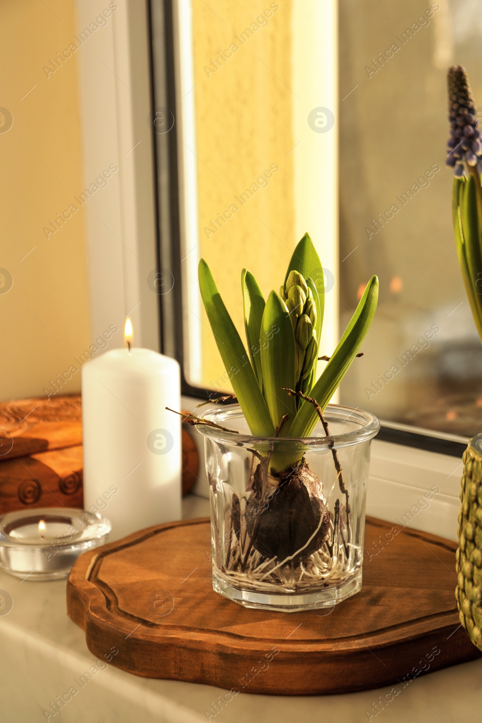 Photo of Beautiful bulbous plant and burning candle on windowsill indoors. Spring time