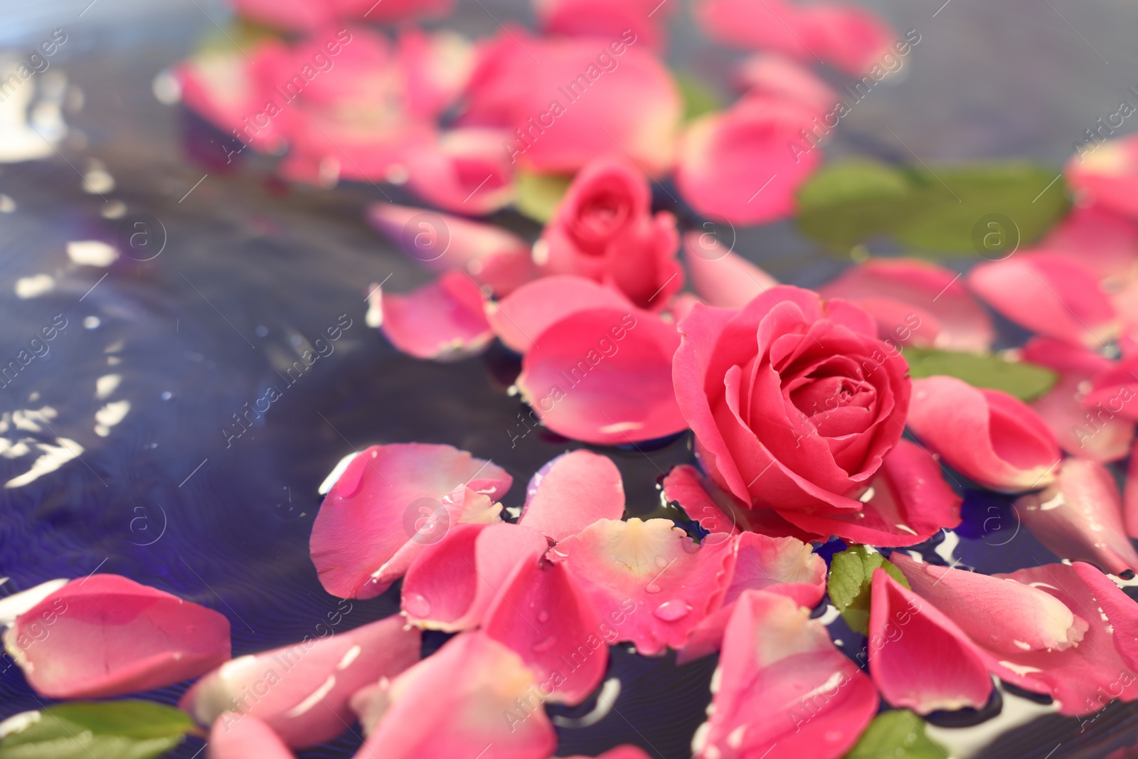 Photo of Pink rose and petals in water, closeup