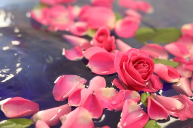 Photo of Pink rose and petals in water, closeup