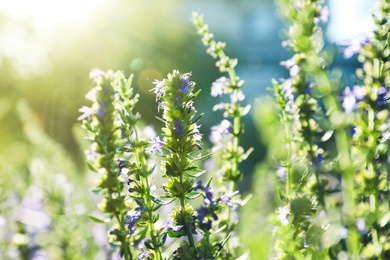 Many beautiful blooming hyssop plants outdoors, closeup