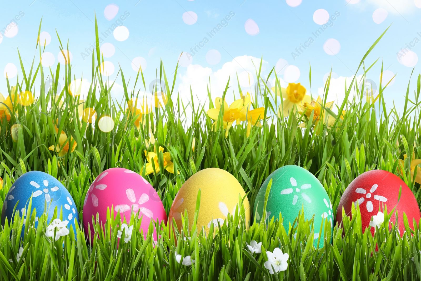 Image of Colorful Easter eggs and daffodil flowers in green grass against blue sky