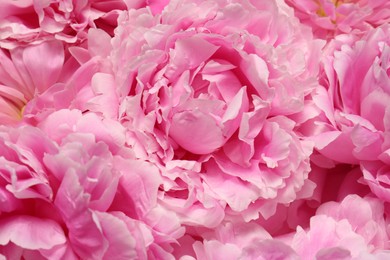 Beautiful aromatic peony flowers as background, closeup