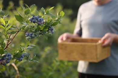 Photo of Man with box near bush of wild blueberries outdoors, selective focus. Seasonal berries
