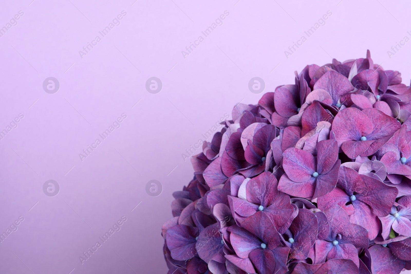 Photo of Beautiful bright hortensia flowers on violet background, closeup. Space for text