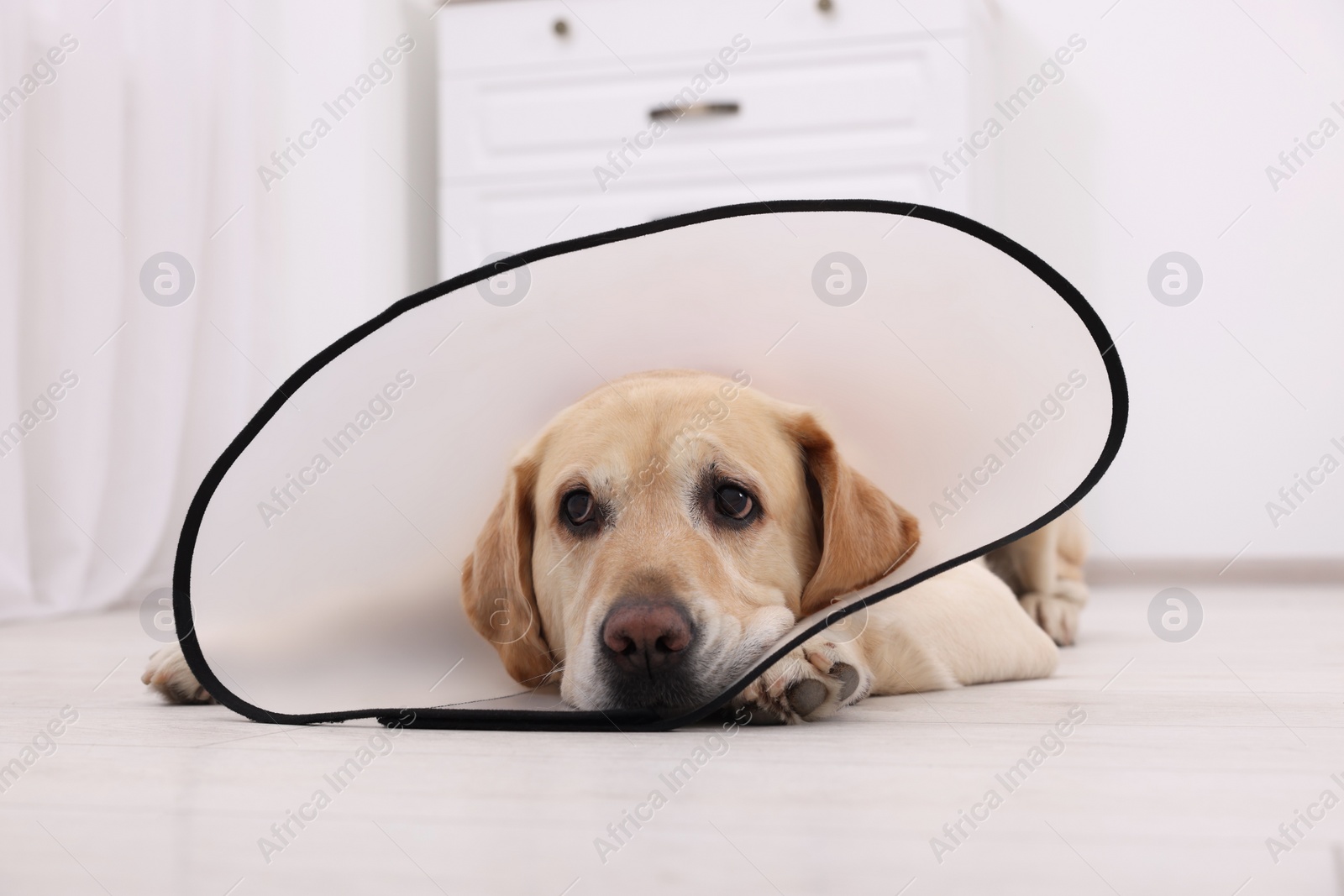 Photo of Sad Labrador Retriever with protective cone collar lying on floor in room