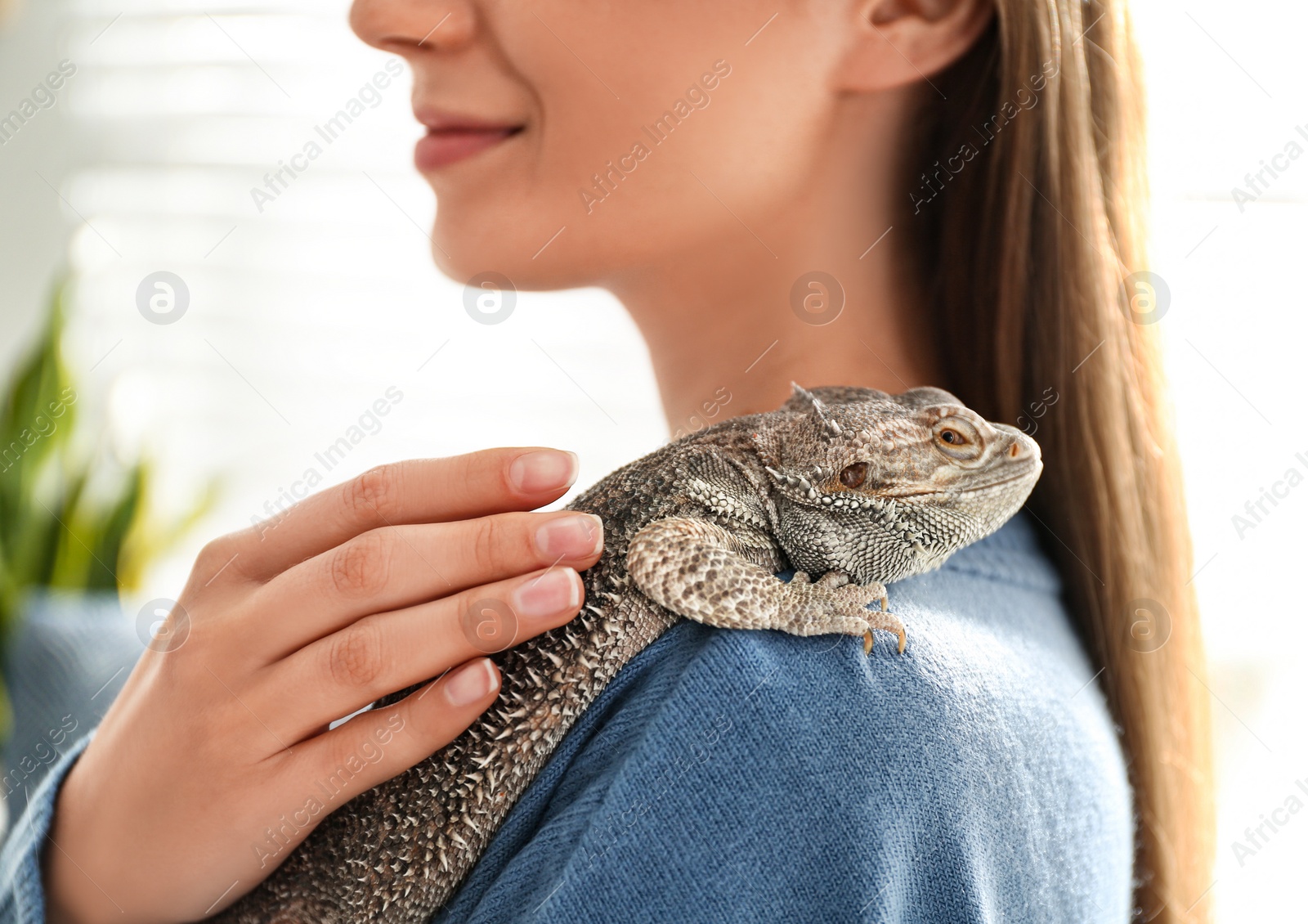 Photo of Young woman with bearded lizard at home, closeup. Exotic pet