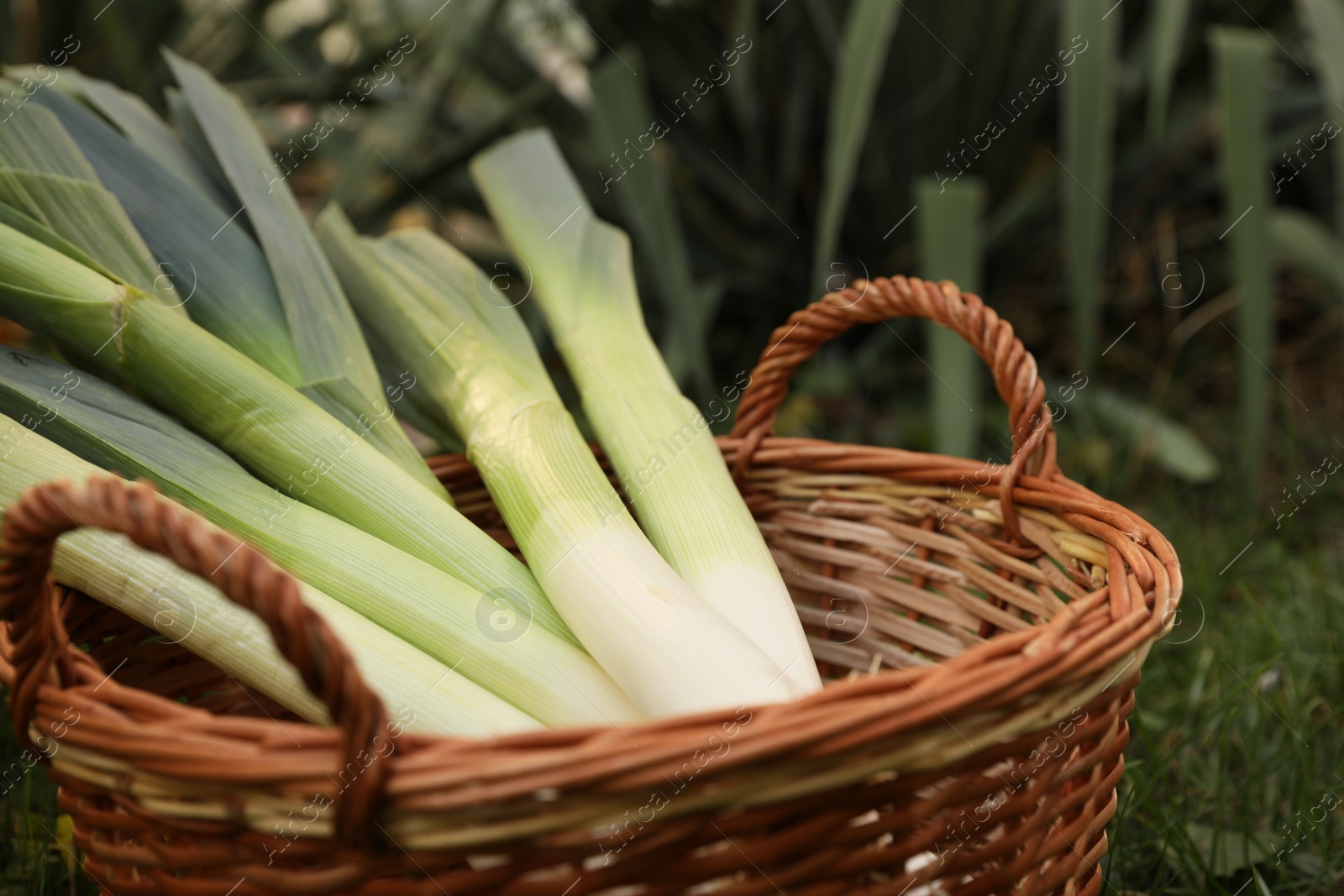 Photo of Fresh raw leeks in wicker basket outdoors, closeup