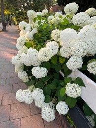 Photo of Hortensia plant with beautiful flowers growing outdoors