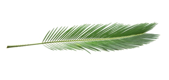 Photo of Beautiful tropical Sago palm leaf on white background