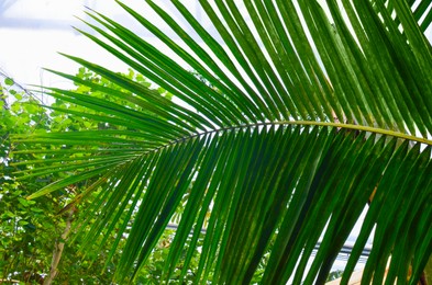 Photo of Beautiful palm tree in greenhouse, closeup view