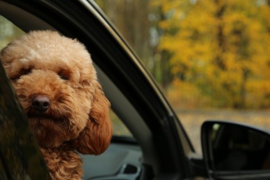 Photo of Cute dog inside black car, view from outside. Space for text