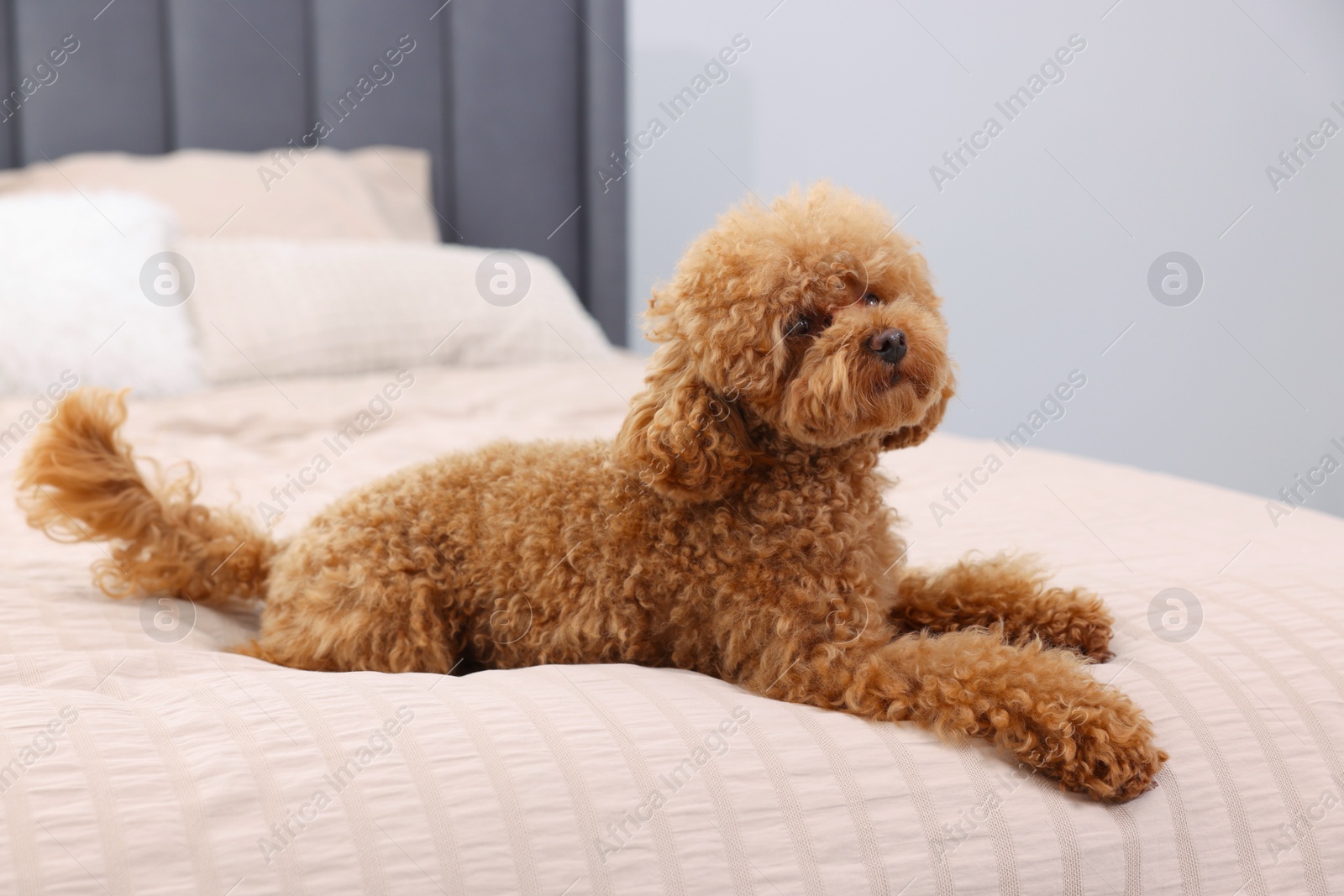 Photo of Cute Maltipoo dog on soft bed at home. Lovely pet