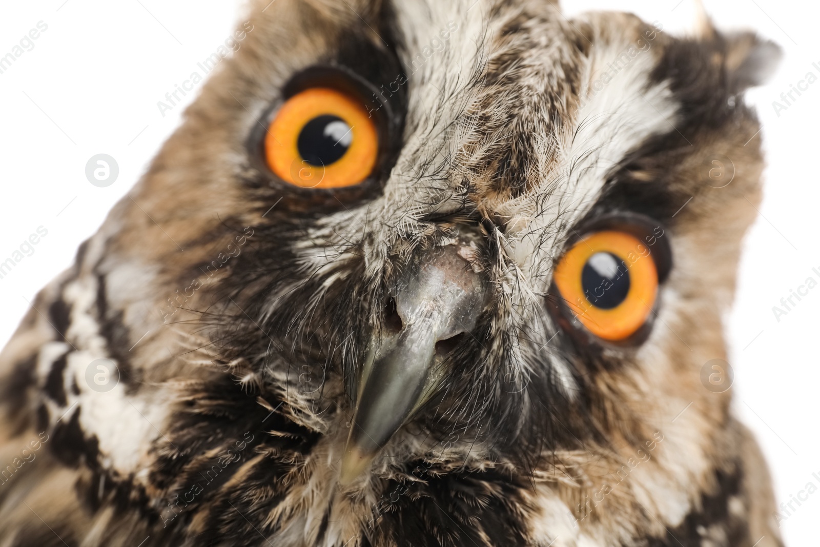 Photo of Beautiful eagle owl on white background, closeup. Predatory bird