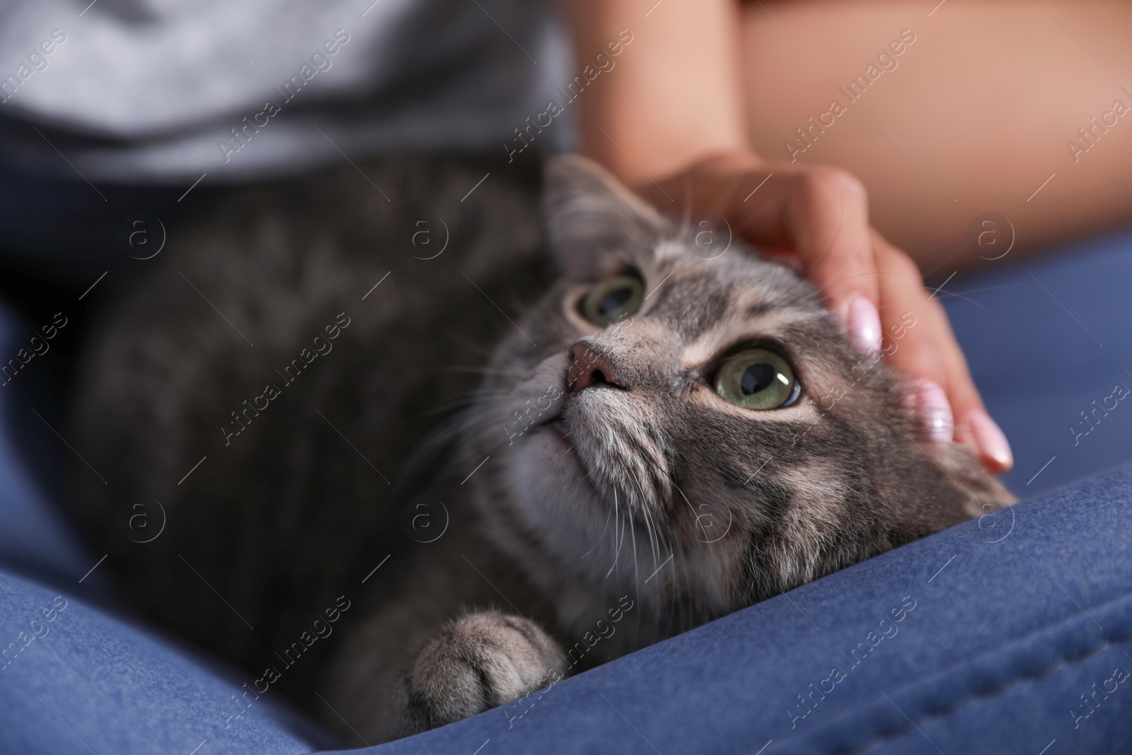 Photo of Woman stroking cute cat on armchair, closeup. Pet and owner