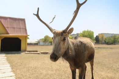 Cute deer in zoological garden on sunny day